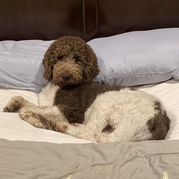 Aussiedoodles from Sand Hill Aussies and Doodles