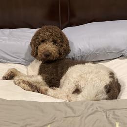 Aussiedoodles from Sand Hill Aussies and Doodles