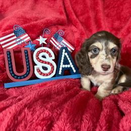 'Dixie' Chocolate and Cream Dapple Girl (dark) - Dapple female Dachshund puppy in Fontana, California from Oscar Meyer’s Weenies