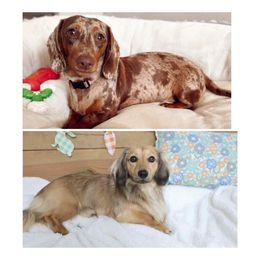 Dachshund puppies from Florida Dippin’ Dachshunds & Aussiedoodles