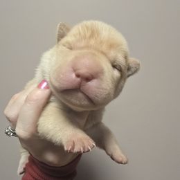 KIX - Cream sable male Chinese Shar-Pei puppy in Rome, Pennsylvania from Maynard Hills Chinese Sharpeis