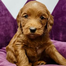 White Female - Apricot female Goldendoodle puppy in Great Falls, Montana from Montana Goldendoodles