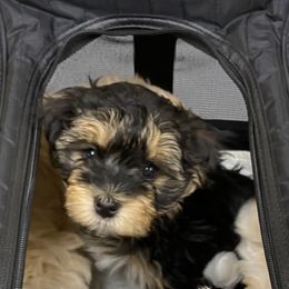 Havanese Puppies from Sandia Havanese