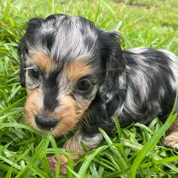 Bailey - Dapple female Dachshund puppy in Trenton, Florida from Tweenie Weenie Dachshunds