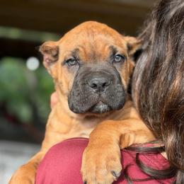 Pan - Red male Cane Corso puppy in Sandia, Texas from OneTime Cane Corso