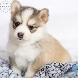 Pomsky Puppies from Kaelel Kennels