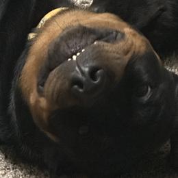 Dachshunds and Rottweilers from Chelsea Woolley