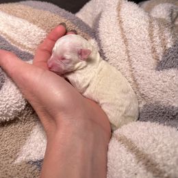 White - White female Poodle puppy in Austin, Texas from C & C Texas Toy Poodles