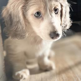 Neena - Dachshund