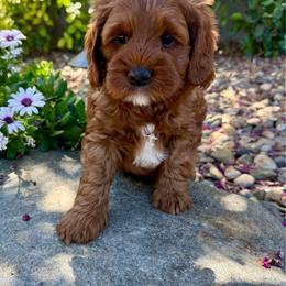 Churro - Red male Australian Labradoodle puppy in Sacramento, California from Delta Breeze Labradoodles