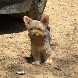 Zarah - Yorkshire Terrier