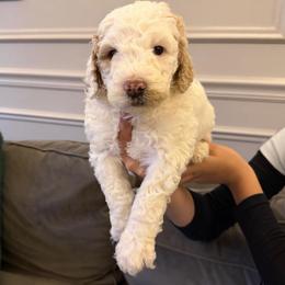 Peanut butter - Apricot male Saint Berdoodle puppy in Newcastle, California from Darling Saint Berdoodles