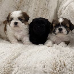Shih Tzu Puppies from Our ShihTzu Family