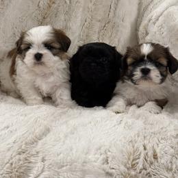 Shih Tzu Puppies from Our ShihTzu Family