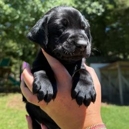 Peppermint - Black male Labrador Retriever puppy in Abbeville, South Carolina from Long Cane Retrievers LLC