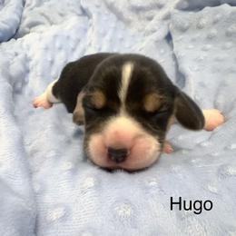 Hugo - Black white and tan male Beagle puppy in Harrison, Arkansas from Leslie Beagles of Leslie Farm
