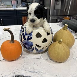 Jaya - Black and chalk female Australian Labradoodle puppy in East Granby, Connecticut from All-Spice Australian Labradoodles