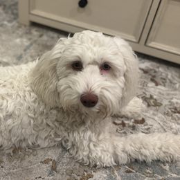 Australian Labradoodles, Goldendoodles, and Poodles from Leila Pearson