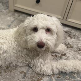 Australian Labradoodles, Goldendoodles, and Poodles from Leila Pearson
