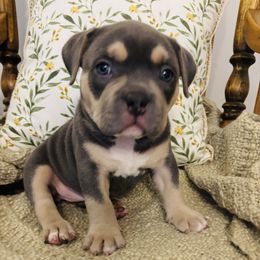 Jewel - Blue female American Bully puppy in Carrollton, Georgia from East Bound and Down Bully’s