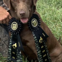 Labrador Retrievers from Tahran Labs