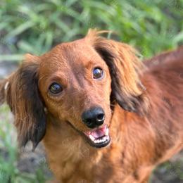 Lucy - Dachshund