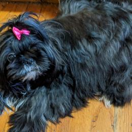 Shichons and Shih Tzus from Willow River