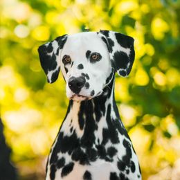 Cadence - Dalmatian