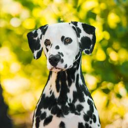 Cadence - Dalmatian