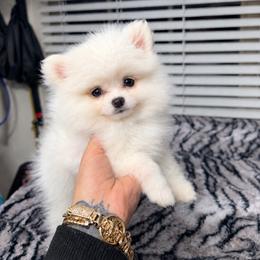 Snowball - White female Pomeranian puppy in Grand Prairie, Texas from D’ Pomlovers
