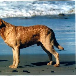 Chesapeake Bay Retriever All Grown Up from Pond Hollow Chesapeakes