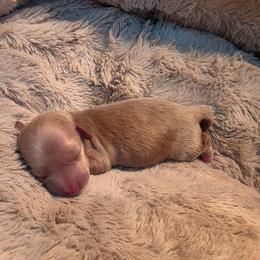 Cream girl - Cream female Dachshund puppy in West Plains, Missouri from Spring Creek Dachshunds