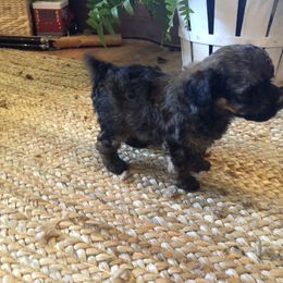 Poodle Puppies from Upper Echelon