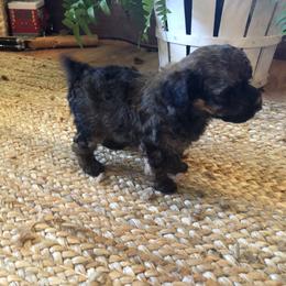 Poodle Puppies from Upper Echelon