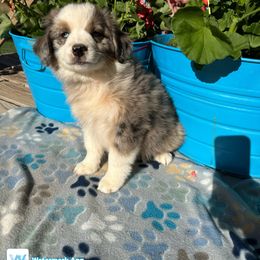 Australian Shepherd Puppies from Worsham’s Toys and Minis Australian Shepherds