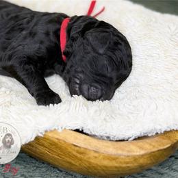 Red Boy - Black male Goldendoodle puppy in Carthage, Tennessee from Willows Doodles