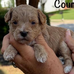 Courage - Red  male Goldendoodle puppy in Newnan, Georgia from Wagging Tailz Pups
