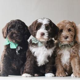 Australian Labradoodle Puppies from Rutu Australian Labradoodles