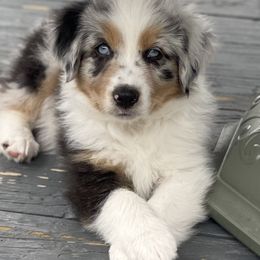 Miniature Australian Shepherd Puppies from Water's Edge Aussies