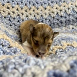 SPIDERMAN - Sable & white male Toy Shetland Sheepdog puppy in Livonia, Michigan from M7’s Shelties, Toonies & AussieDoodles