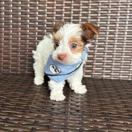 Winston - Chocolate, tan and white male Yorkshire Terrier puppy in Florence, Alabama from Yorkies of Forest Creek