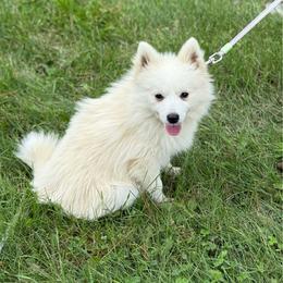 Sid - White male Pomsky puppy in Lewiston, Minnesota from Family Pomsky