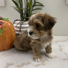 Kip - Red sable male Havanese puppy in Semmes, Alabama from Hayden's Havanese