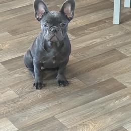 Black Collar - French Bulldog puppy from Frenchies Du Jour