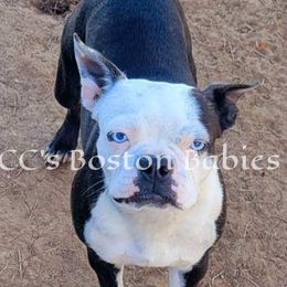 Icy - Boston Terrier