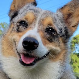 American Corgi and Pembroke Welsh Corgi All Grown Up from Tori’s Sassy Corgis