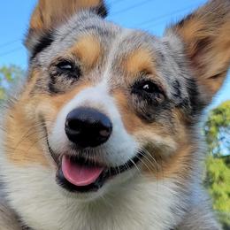 American Corgi and Pembroke Welsh Corgi All Grown Up from Tori’s Sassy Corgis