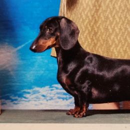 Lila - Dachshund