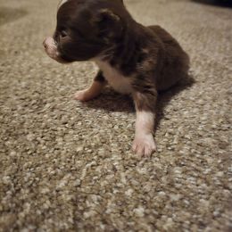 Max - Red & white male Miniature Australian Shepherd puppy in Arlington, Texas from CopperHead Aussies