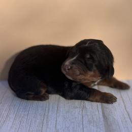Bernedoodle Puppies from East Coast Bernedoodles
